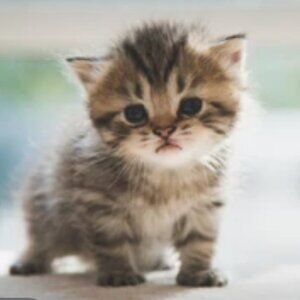 Meet your Posher, Kash Kitten.